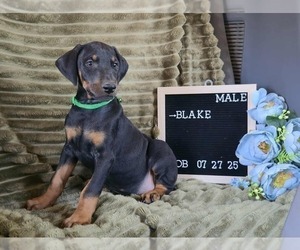 Doberman Pinscher Puppy for sale in POMEROY, OH, USA