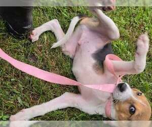 Pluto - Male Beagle-Unknown Mix Dog for Adoption - Photo #2