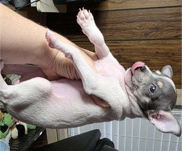 Medium Photo #7 Chihuahua Puppy For Sale in MIDDLEBURG, PA, USA