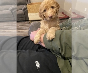 Goldendoodle Puppy for sale in MACOMB, MO, USA