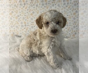 Poodle (Miniature) Puppy for sale in FREDERICKSBURG, OH, USA