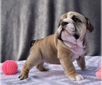 Small Photo #13 Bulldog Puppy For Sale in JACKSONVILLE, FL, USA