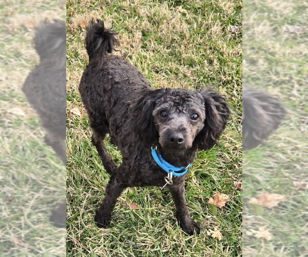 Medium Photo #2 Poodle (Miniature)-Unknown Mix Puppy For Sale in Mundelein, IL, USA