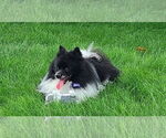 Small #5 Pomeranian