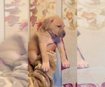 Puppy Gravy American Bully-Cane Corso Mix