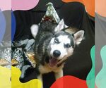 Small #6 Siberian Husky