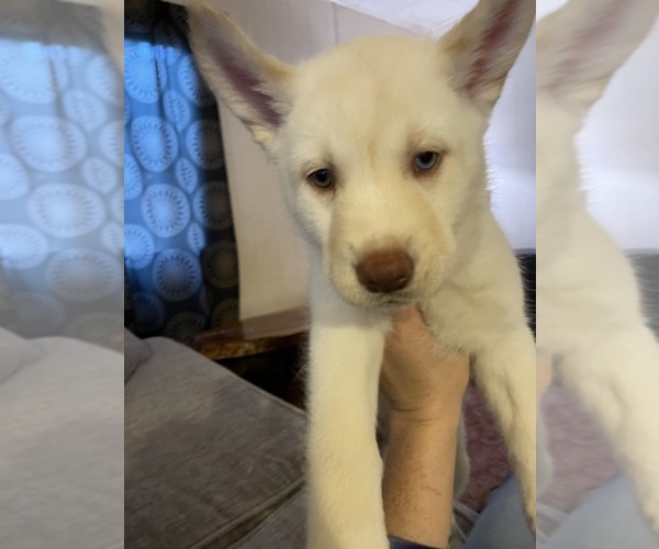 Medium Photo #1 Siberian Husky Puppy For Sale in NORTH BEND, OR, USA