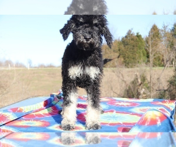 Medium Photo #11 Goldendoodle Puppy For Sale in UNION CITY, TN, USA