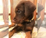 Small Photo #3 Doberman Pinscher Puppy For Sale in LAKE ODESSA, MI, USA