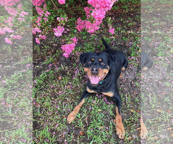 Medium Photo #7 Rottweiler Puppy For Sale in Tampa, FL, USA
