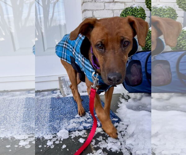 Medium Photo #3 Black Mouth Cur-Vizsla Mix Puppy For Sale in Oakhurst, NJ, USA