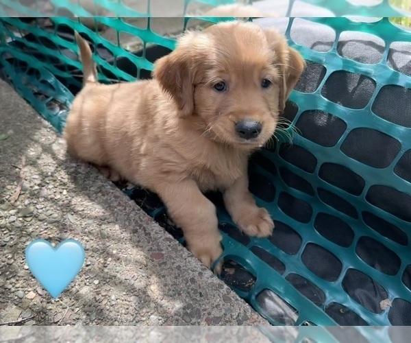 Medium Photo #7 Golden Retriever Puppy For Sale in CHIPPEWA FALLS, WI, USA