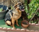 Small Photo #8 German Shepherd Dog Puppy For Sale in HESPERIA, CA, USA