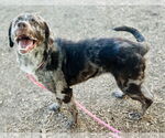 Small #2 Catahoula Leopard Dog Mix