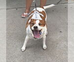 Small #31 Mutt