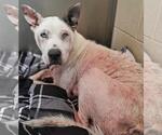 Small #4 American Pit Bull Terrier-Catahoula Leopard Dog Mix