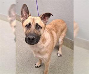 German Shepherd Dog-Unknown Mix Dogs for adoption in Las Vegas, NV, USA