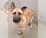 Small German Shepherd Dog Mix