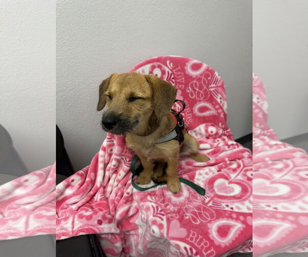 Medium Photo #3 Mutt Puppy For Sale in Euless, TX, USA