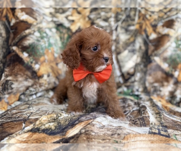 Medium Photo #7 Cavapoo (Miniature) Puppy For Sale in LAKELAND, FL, USA