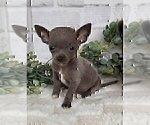 Small #4 Chihuahua