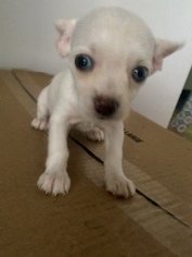 Malchi Puppy for sale in FLINT, MI, USA