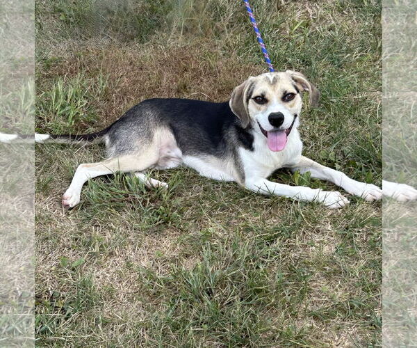 Medium Photo #3 Beagle-Unknown Mix Puppy For Sale in Batavia, OH, USA