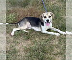 Small #2 Beagle Mix