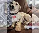 Small #8 Dachshund Mix