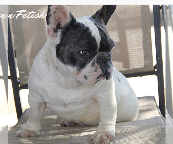 Medium Photo #1 French Bulldog Puppy For Sale in ROSEVILLE, OH, USA