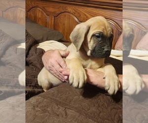 Mastiff Puppy for Sale in KANKAKEE, Illinois USA