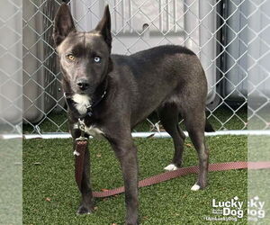 Australian Shepherd-Unknown Mix Dogs for adoption in Washington, DC, USA