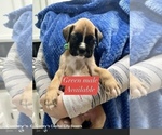Small Photo #8 Boxer Puppy For Sale in CITRUS HEIGHTS, CA, USA