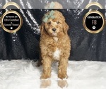 Small Photo #90 Goldendoodle (Miniature) Puppy For Sale in WARSAW, IN, USA