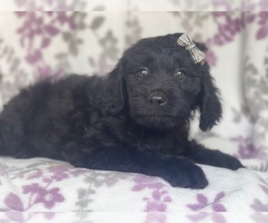 Golden Retriever-Goldendoodle Mix Puppy for sale in LAKELAND, FL, USA