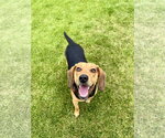 Small Photo #4 Beagle Puppy For Sale in St. Louis Park, MN, USA