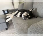 Small Australian Shepherd-Huskies  Mix