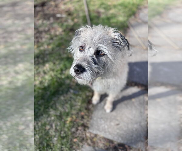 Medium Photo #1 Mutt Puppy For Sale in Princeton, MN, USA