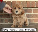 Small #4 Cockapoo (Miniature)