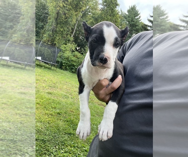 Medium Photo #3 American Pit Bull Terrier Puppy For Sale in BROCKTON, MA, USA