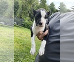 Small #2 American Pit Bull Terrier