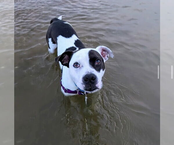 Medium Photo #4 American Pit Bull Terrier-Unknown Mix Puppy For Sale in Virginia Beach, VA, USA