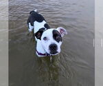 Small Photo #4 American Pit Bull Terrier-Unknown Mix Puppy For Sale in Virginia Beach, VA, USA