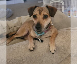 Chiweenie Dogs for adoption in Santa Clara, CA, USA
