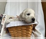 Small Photo #4 Golden Retriever Puppy For Sale in DE BEQUE, CO, USA