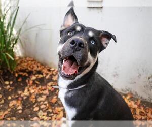 German Shepherd Dog-Unknown Mix Dogs for adoption in Pasadena, CA, USA