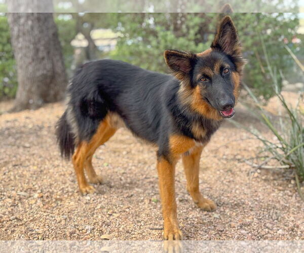 Medium Photo #2 Collie-Unknown Mix Puppy For Sale in PIPE CREEK, TX, USA