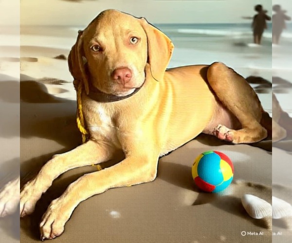 Medium Photo #1 Labrador Retriever-Unknown Mix Puppy For Sale in Gulfport, MI, USA