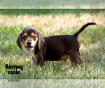 Small #1 Beagle