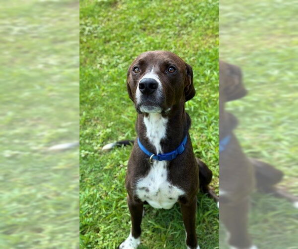 Medium Photo #1 Labrador Retriever Puppy For Sale in Sugar Land, TX, USA